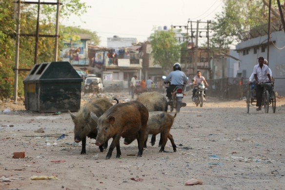 _Pigs in Street